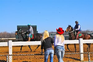 Horse Race Picks: Our Professional Selections